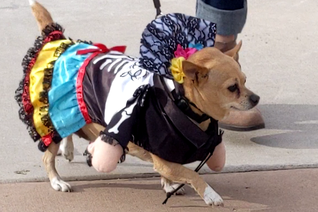 Image of pet costume contest contestant - a small dog in colorful skirt, day of the dead style top and fan headpiece.